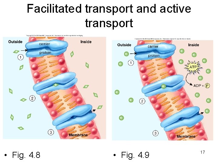 Facilitated transport and active transport • Fig. 4. 8 • Fig. 4. 9 17