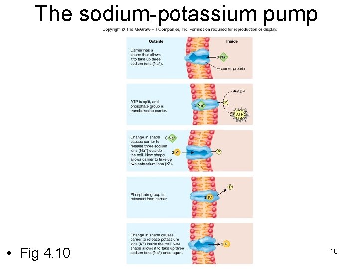 The sodium-potassium pump • Fig 4. 10 18 