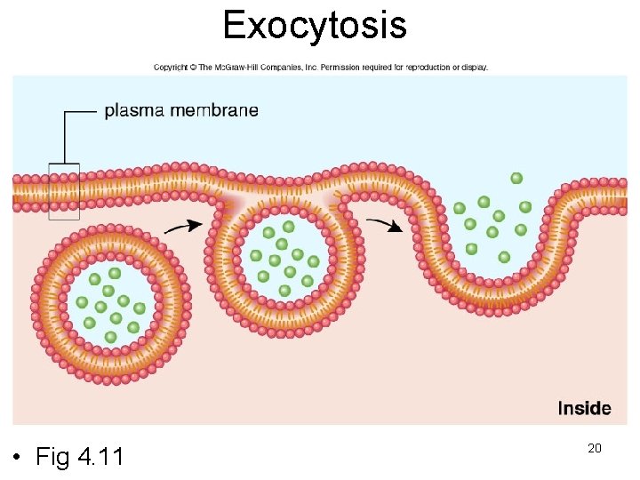 Exocytosis • Fig 4. 11 20 