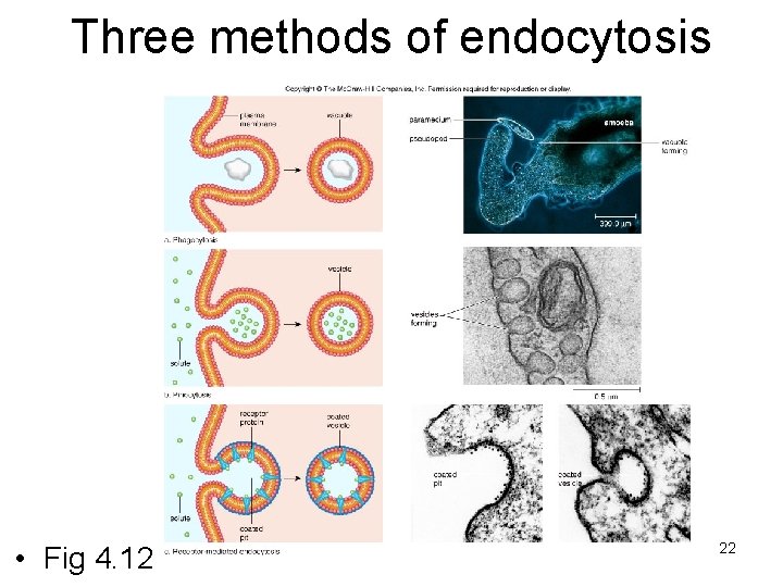 Three methods of endocytosis • Fig 4. 12 22 