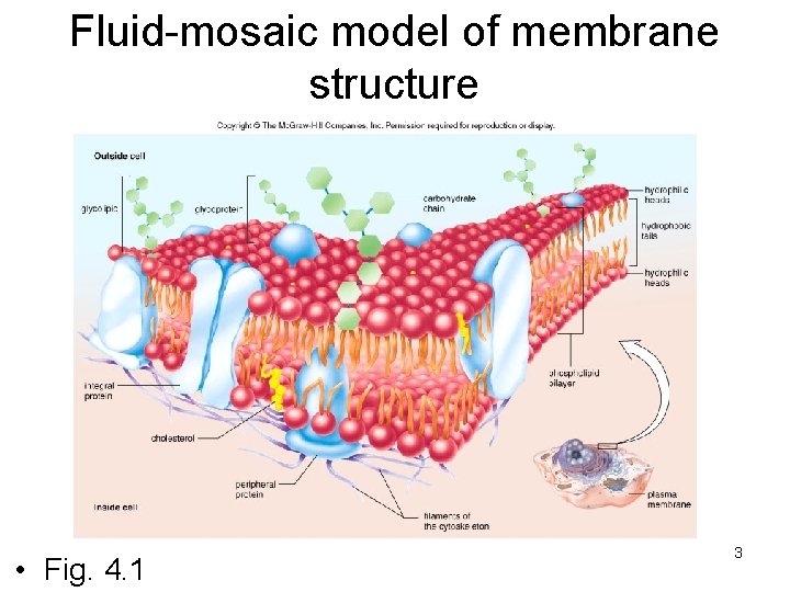 Fluid-mosaic model of membrane structure • Fig. 4. 1 3 