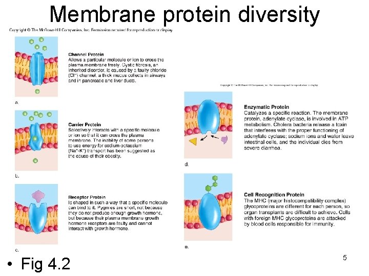 Membrane protein diversity • Fig 4. 2 5 