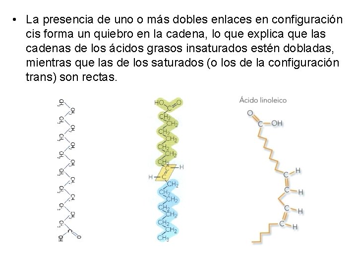  • La presencia de uno o más dobles enlaces en configuración cis forma