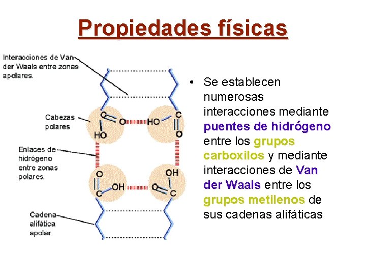 Propiedades físicas • Se establecen numerosas interacciones mediante puentes de hidrógeno entre los grupos