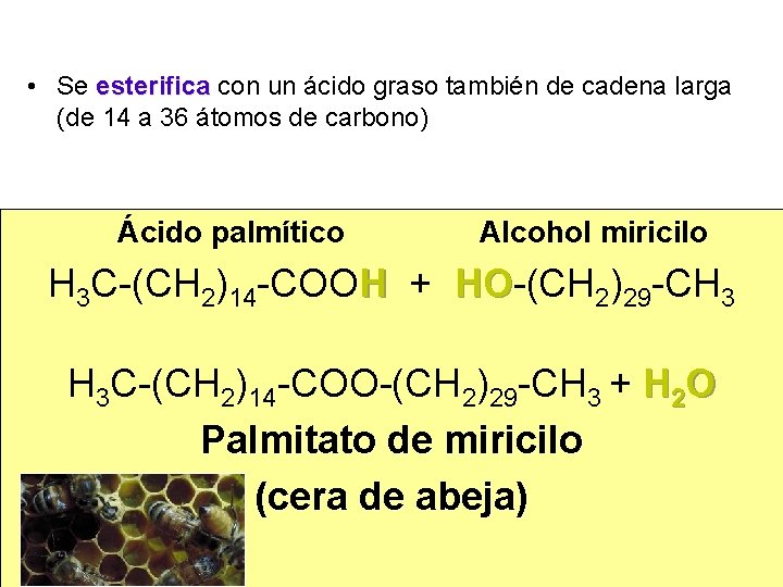  • Se esterifica con un ácido graso también de cadena larga (de 14