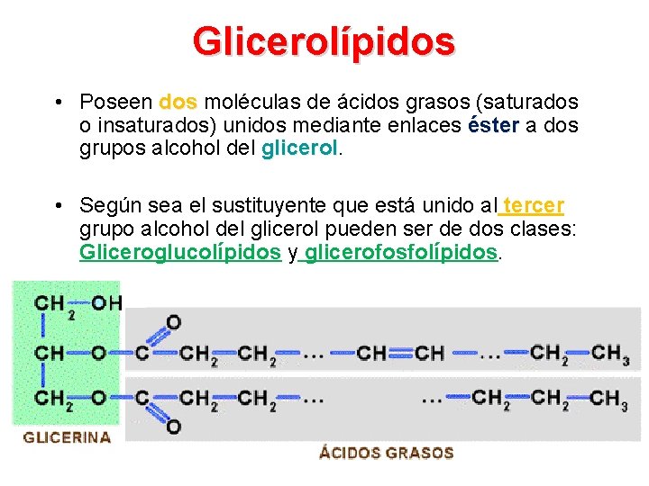 Glicerolípidos • Poseen dos moléculas de ácidos grasos (saturados o insaturados) unidos mediante enlaces