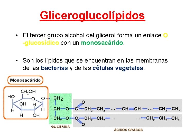 Gliceroglucolípidos • El tercer grupo alcohol del glicerol forma un enlace O -glucosídico con