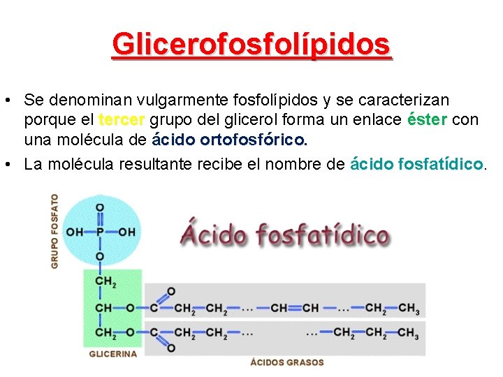 Glicerofosfolípidos • Se denominan vulgarmente fosfolípidos y se caracterizan porque el tercer grupo del