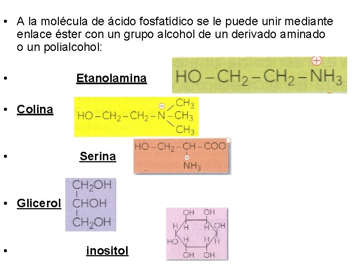 • A la molécula de ácido fosfatídico se le puede unir mediante enlace