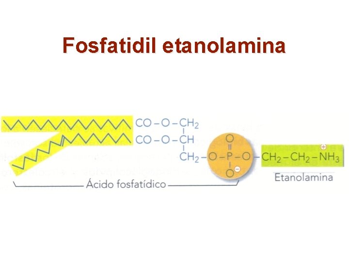 Fosfatidil etanolamina 