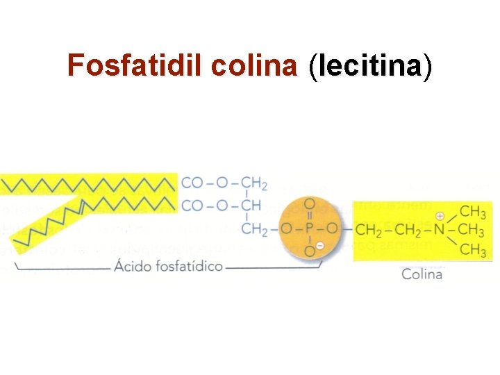 Fosfatidil colina (lecitina) lecitina 