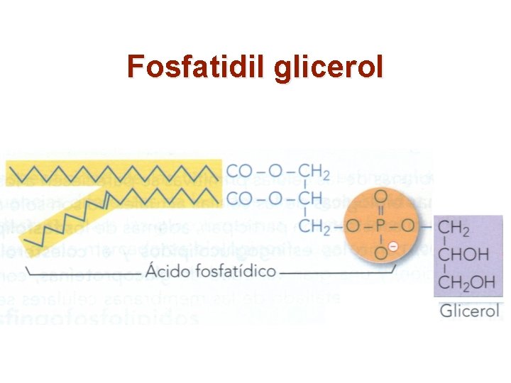 Fosfatidil glicerol 