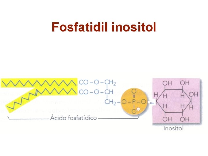 Fosfatidil inositol 