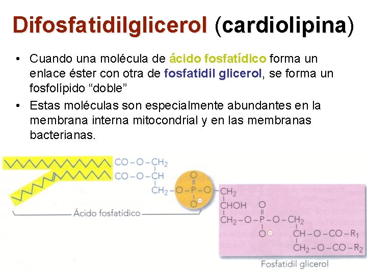 Difosfatidilglicerol (cardiolipina) cardiolipina • Cuando una molécula de ácido fosfatídico forma un enlace éster