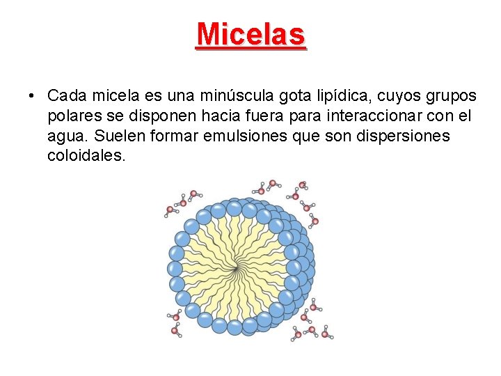 Micelas • Cada micela es una minúscula gota lipídica, cuyos grupos polares se disponen