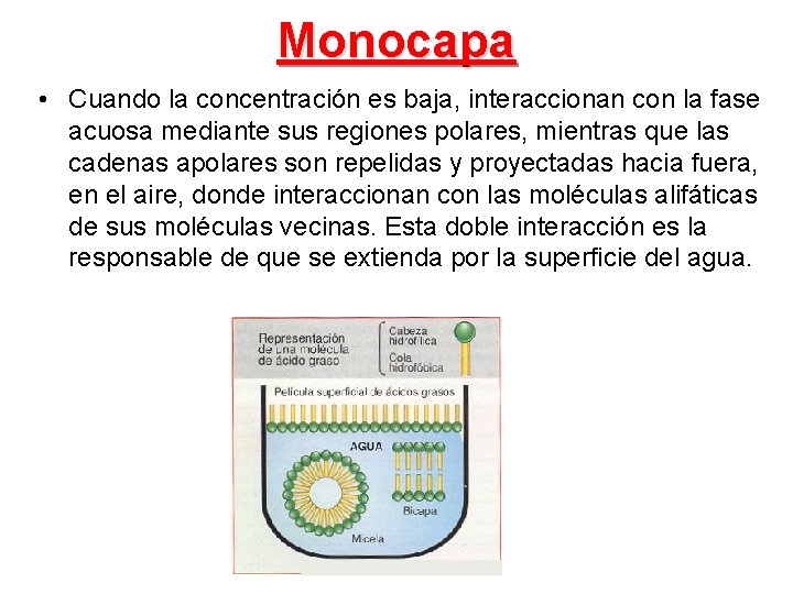 Monocapa • Cuando la concentración es baja, interaccionan con la fase acuosa mediante sus