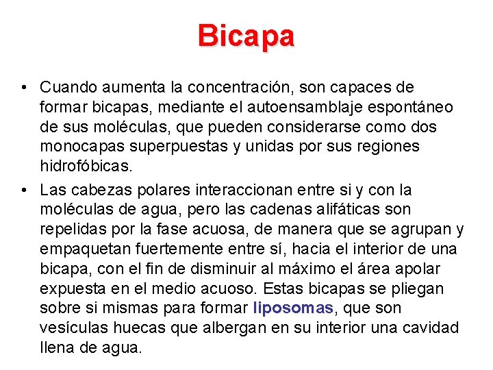 Bicapa • Cuando aumenta la concentración, son capaces de formar bicapas, mediante el autoensamblaje