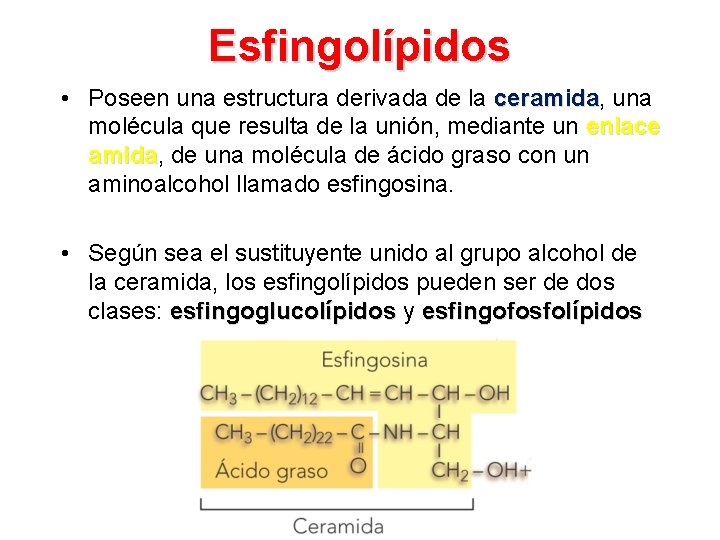 Esfingolípidos • Poseen una estructura derivada de la ceramida, ceramida una molécula que resulta