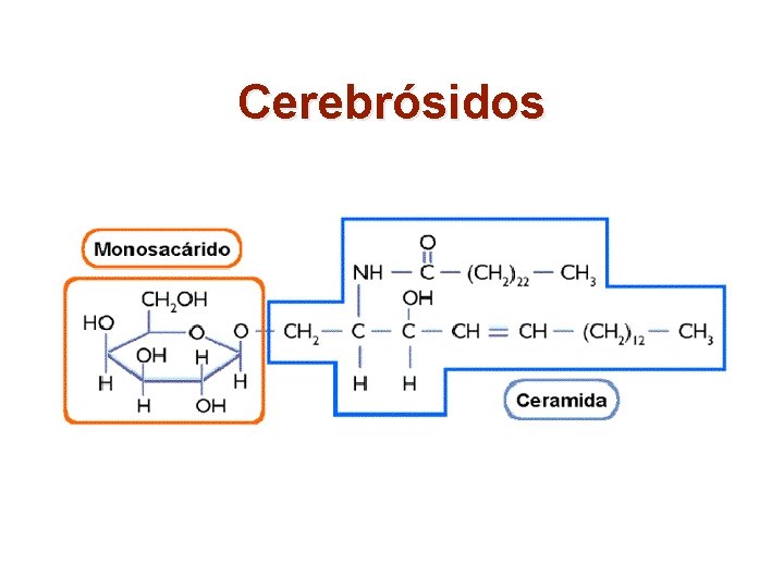 Cerebrósidos 