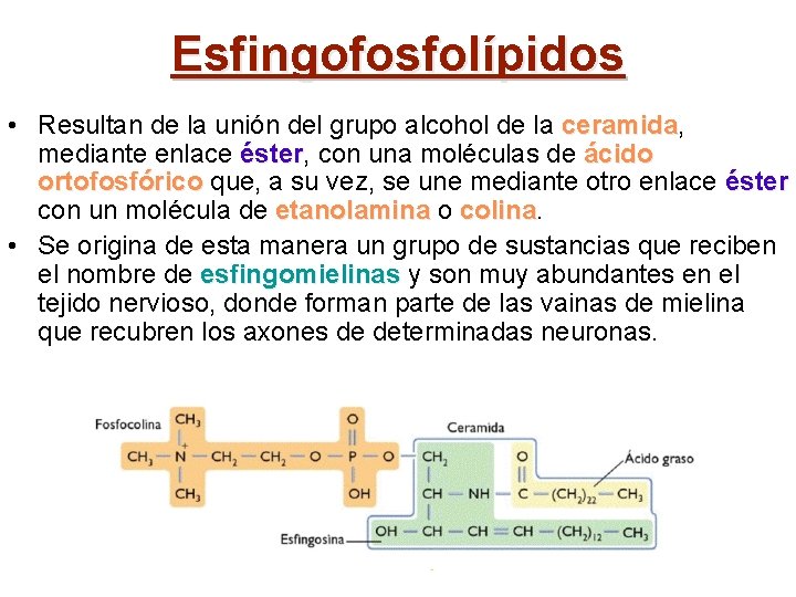 Esfingofosfolípidos • Resultan de la unión del grupo alcohol de la ceramida, ceramida mediante