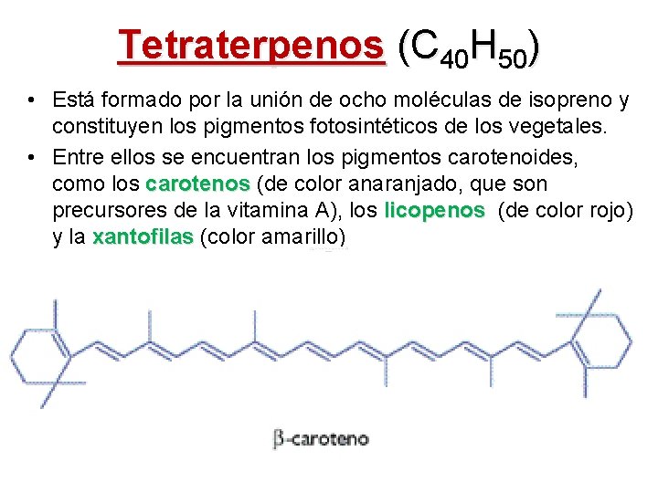Tetraterpenos (C 40 H 50) • Está formado por la unión de ocho moléculas