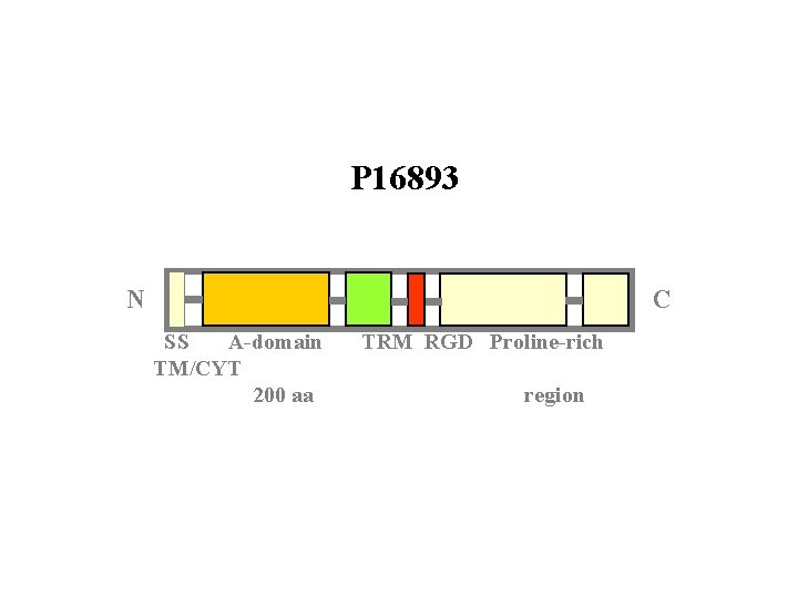 P 16893 N C SS A-domain TM/CYT 200 aa TRM RGD Proline-rich region 