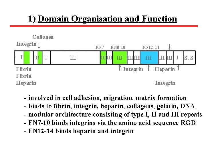 1) Domain Organisation and Function Collagen Integrin I II Fibrin Heparin I FN 7