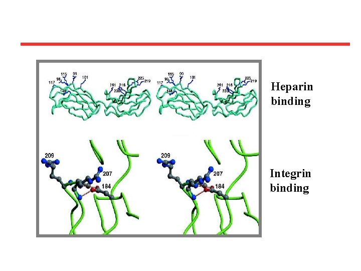 Heparin binding Integrin binding 