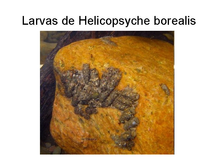 Larvas de Helicopsyche borealis 