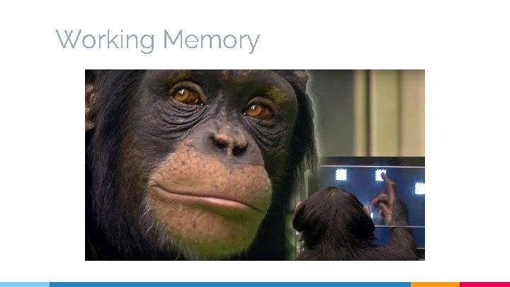 Working Memory 