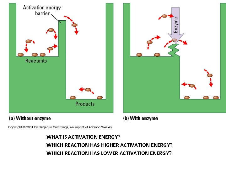Summary Pictorial and Graphical Look at Enzymes Why