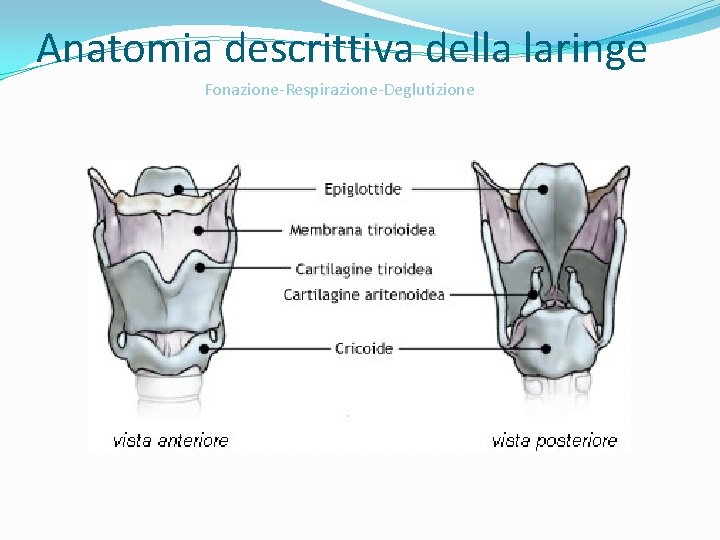 Anatomia descrittiva della laringe Fonazione-Respirazione-Deglutizione 