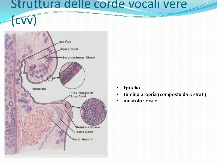 Struttura delle corde vocali vere (cvv) • Epitelio • Lamina propria (composta da 3