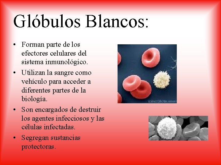 Glóbulos Blancos: • Forman parte de los efectores celulares del sistema inmunológico. • Utilizan