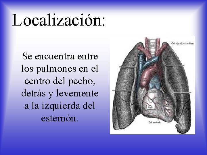 Localización: Se encuentra entre los pulmones en el centro del pecho, detrás y levemente