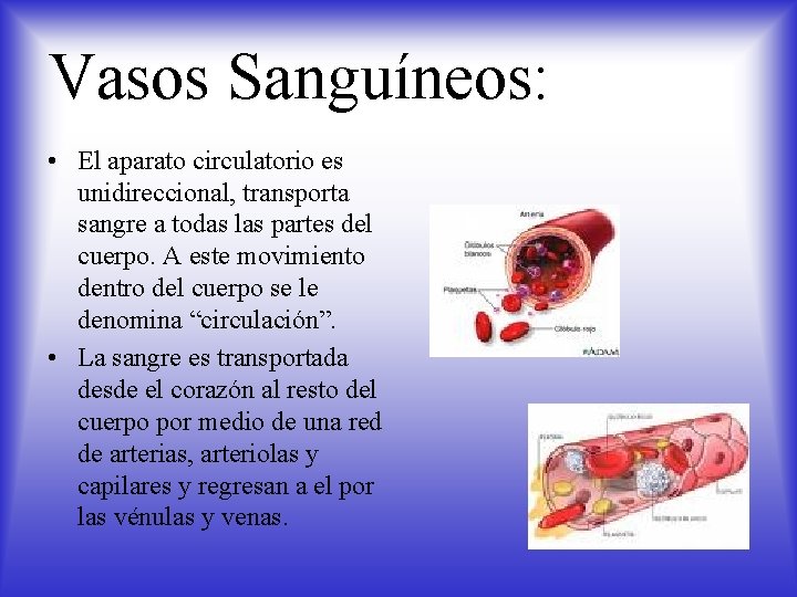 Vasos Sanguíneos: • El aparato circulatorio es unidireccional, transporta sangre a todas las partes