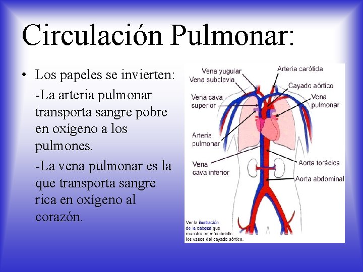 Circulación Pulmonar: • Los papeles se invierten: -La arteria pulmonar transporta sangre pobre en