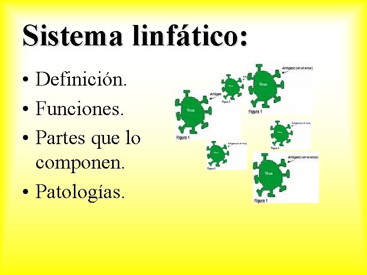 Sistema linfático: • Definición. • Funciones. • Partes que lo componen. • Patologías. 