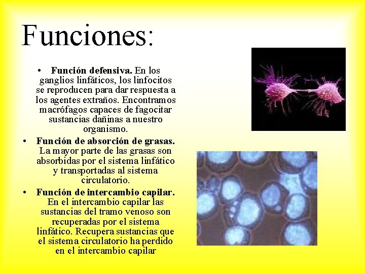 Funciones: • Función defensiva. En los ganglios linfáticos, los linfocitos se reproducen para dar