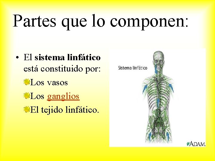 Partes que lo componen: • El sistema linfático está constituido por: Los vasos Los