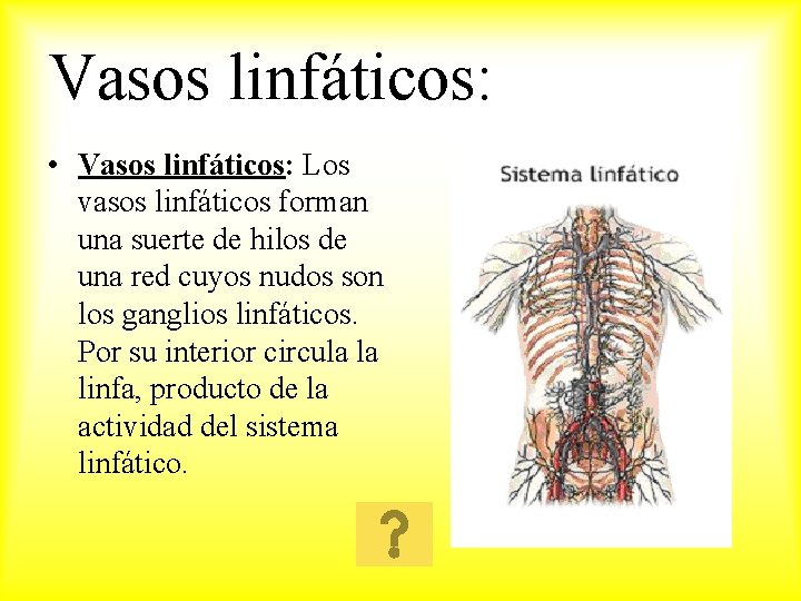 Vasos linfáticos: • Vasos linfáticos: Los vasos linfáticos forman una suerte de hilos de