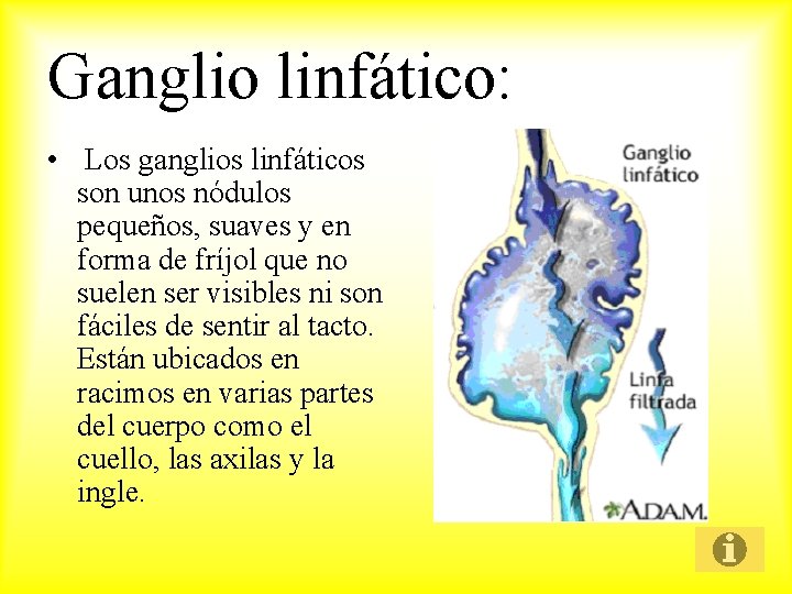 Ganglio linfático: • Los ganglios linfáticos son unos nódulos pequeños, suaves y en forma