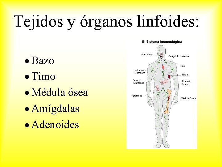 Tejidos y órganos linfoides: Bazo Timo Médula ósea Amígdalas Adenoides 