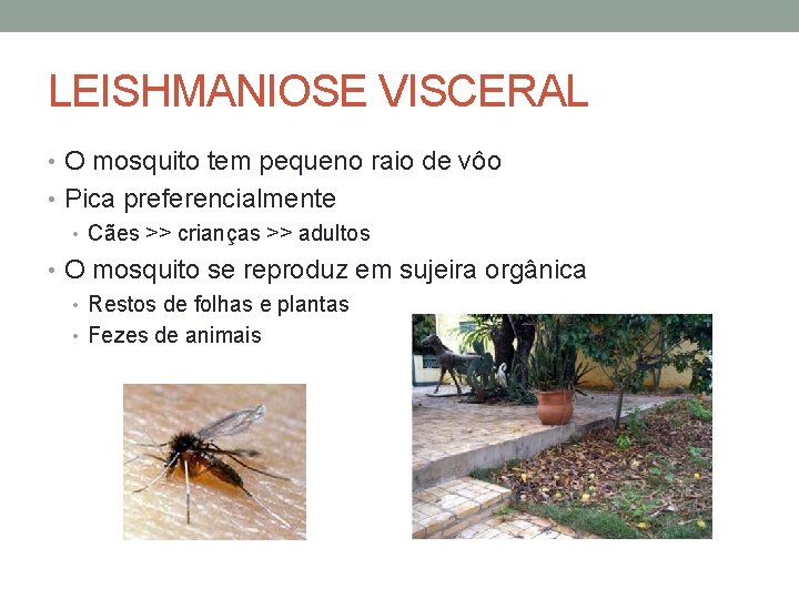 LEISHMANIOSE VISCERAL • O mosquito tem pequeno raio de vôo • Pica preferencialmente •