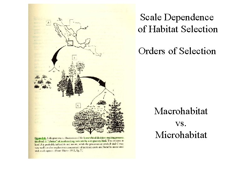 Scale Dependence of Habitat Selection Orders of Selection Macrohabitat vs. Microhabitat 