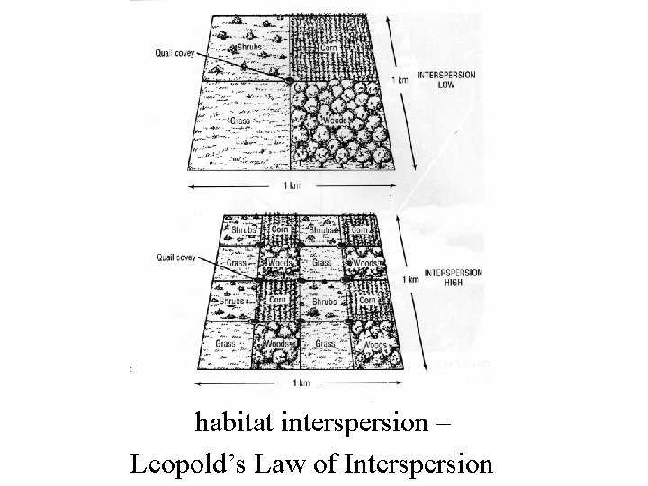 habitat interspersion – Leopold’s Law of Interspersion 