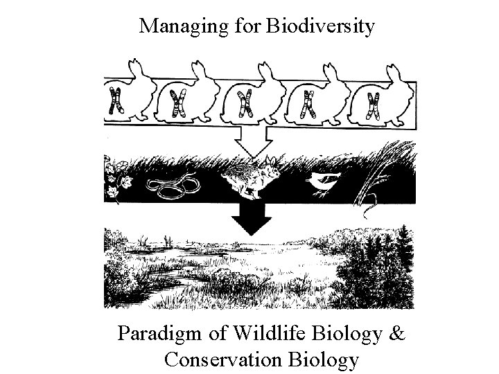 Managing for Biodiversity Paradigm of Wildlife Biology & Conservation Biology 