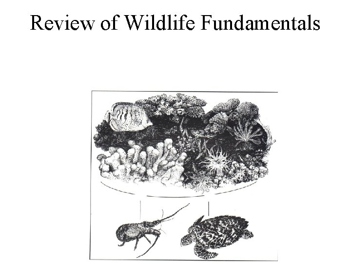 Review of Wildlife Fundamentals 