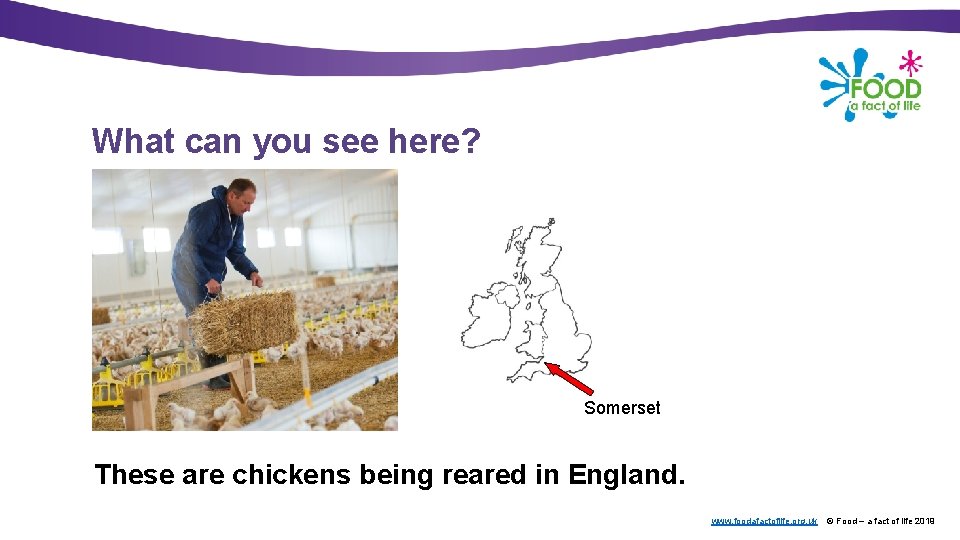 What can you see here? Somerset These are chickens being reared in England. www.