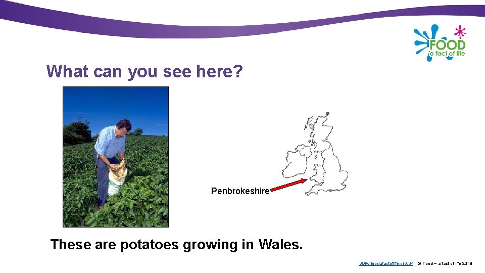 What can you see here? Penbrokeshire These are potatoes growing in Wales. www. foodafactoflife.